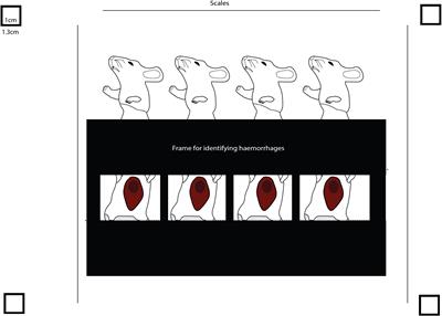 AHA: AI-guided tool for the quantification of venom-induced haemorrhage in mice